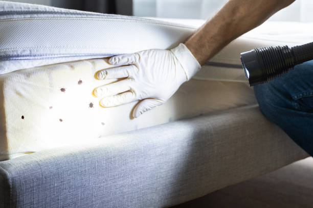 Best Mosquito Control Services  in Leavittsburg, OH
