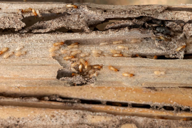 Best Best Pest Control Companies  in Leavittsburg, OH