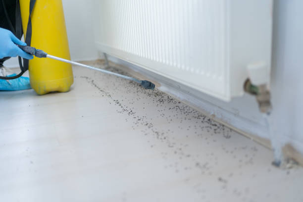 Best Local Pest Control Services  in Leavittsburg, OH