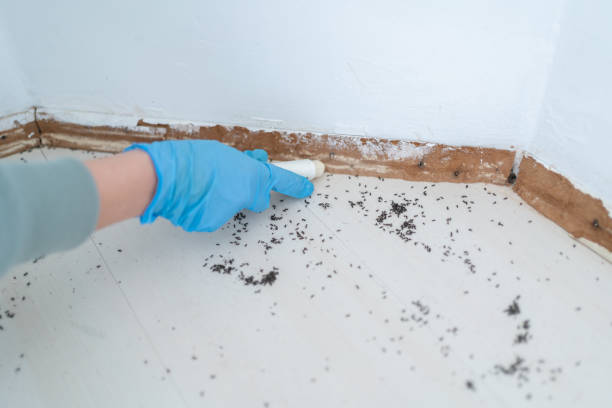 Best Insect Control  in Leavittsburg, OH